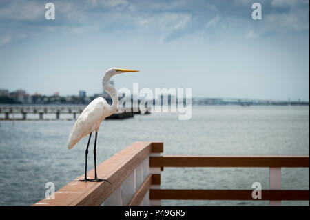 Grande aigrette, également connu sous le nom de la grande aigrette, aigrette ou grande aigrette ou grand héron blanc Banque D'Images