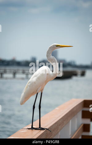 Grande aigrette, également connu sous le nom de la grande aigrette, aigrette ou grande aigrette ou grand héron blanc Banque D'Images