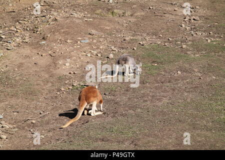 Les kangourous rouges Macropus rufus (pâturage) Banque D'Images