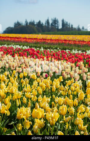 Champ de tulipes colorées, Tulip Fest, chaussures en bois Tulip Farm, Woodburn, près de Portland, Oregon, USA Banque D'Images