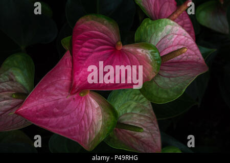 L'Anthurium Rose Vert fleur flamingo ou dans le jardin Banque D'Images