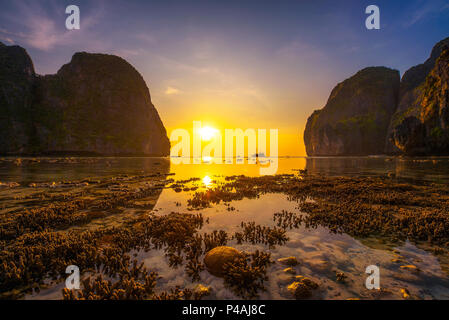 Les coraux du Maya Beach sur Koh Phi Phi Island en Thailande Banque D'Images