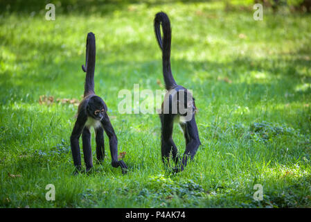 Deux singes araignées de Geoffroy walking Banque D'Images