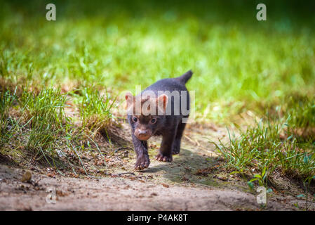 Portrait d'un bush dog puppy Banque D'Images