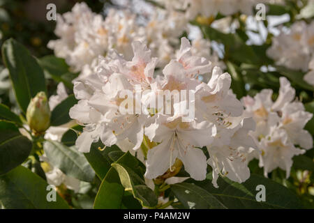 Près d'une upp-blooming white Rhododendron (Cunningham's White) avec des décorations à l'avant. Banque D'Images