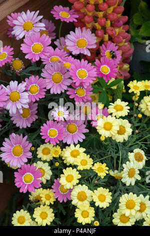 Argyranthemum frutescens. Marguerite rose et jaune fleurs Daisy sur un affichage à un flower show. UK Banque D'Images