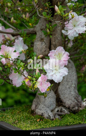 Bonsai Rhododendron 'Satsuki' arbre en fleur. UK Banque D'Images