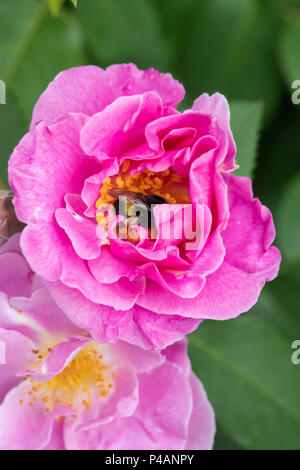 Bombus lucorum. Rosa 'Chanceux !' / Frylucy. Dans un Bumbleebee Floribunda rose 'Chanceux !' Fleur Banque D'Images