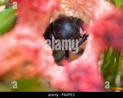 L'intérieur de Clathrus archeri bousier champignon malodorant. Banque D'Images