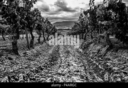 Domaine des vignes pour faire du vin, détail de la culture écologique, du vin et du raisin Banque D'Images