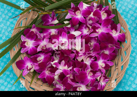 Plumeria fleurs dans le panier Banque D'Images