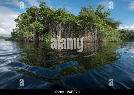 Sur l'île de Mangrove Bay Hells canoe trail, Parc National des Everglades, Miami, Floride, USA Banque D'Images