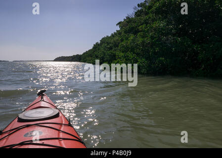Kayak glisse à travers la baie de Floride, le Parc National des Everglades, Miami, Floride, USA Banque D'Images