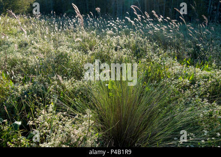 Les hautes herbes à l'Audubon Corkscrew Swamp Sanctuary, Naples, Florida, USA Banque D'Images