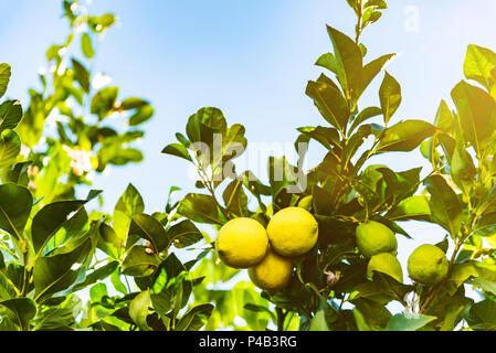 Close-up of ripe fruit vert et jaune des citrons verts sur tree against blue sky Banque D'Images