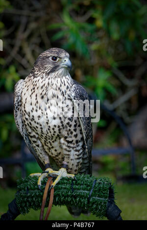 Un Faucon gerfaut (Falco rusticolus) dans une fauconnerie. C'est la plus grande espèce de Falcon, qui où la propriété de l'époque médiévale rois et empereurs pour la chasse. Banque D'Images