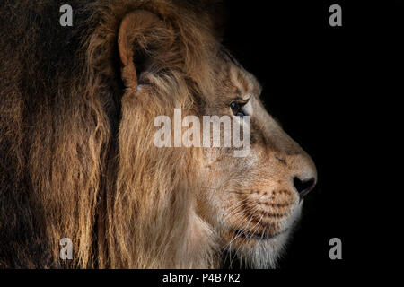 Lion, portrait sur noir Banque D'Images
