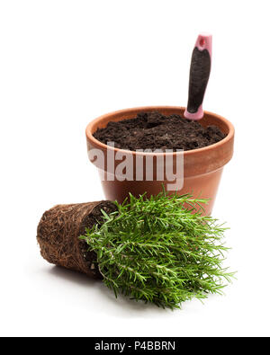 Le romarin plante en pot noir isolé sur fond blanc. Prêts pour la plantation. Banque D'Images