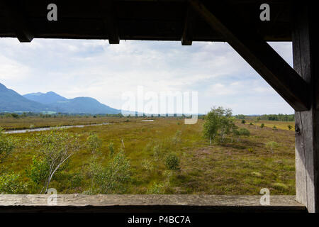 Grassau, Moor, Kendlmühlfilzen de tourbières bombées, tour d'observation, Chiemgau Haute-bavière, Bavière, Allemagne Banque D'Images