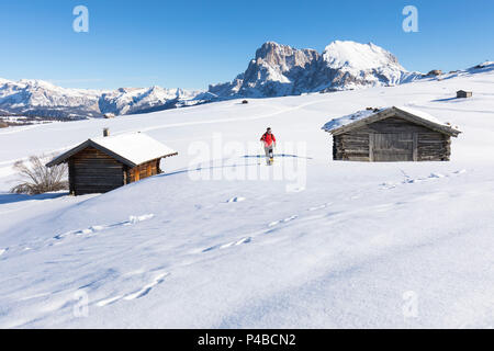 Un randonneur est trekking avec des raquettes sur le Berlin avec Langkofel Plattkofel et dans l'arrière-plan, la province de Bolzano, le Tyrol du Sud, Trentin-Haut-Adige, Italie Banque D'Images