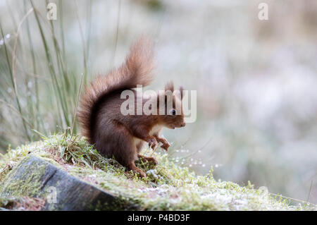 L'écureuil roux dans les bois dans la neige Banque D'Images
