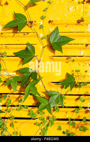 La Passiflore (Passiflora suberosa) trois-lobées feuilles vertes, en croissance faible plante grimpante sur fond métal fer peint jaune, Hualien, Taiwan Banque D'Images