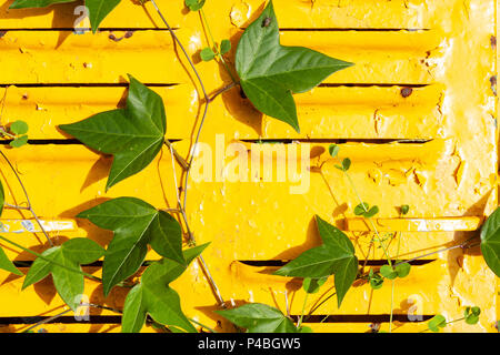 La Passiflore (Passiflora suberosa) trois-lobées feuilles vertes, en croissance faible plante grimpante sur fond métal fer peint jaune, Hualien, Taiwan Banque D'Images