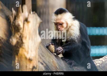 Un gros plan d'un singe ou chlorocebus aethiops est assis sur un arbre et jouant avec une shisha sur une chaude journée d'été Banque D'Images