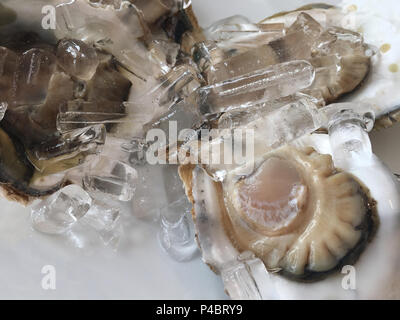 Close up grandes huîtres crues fraîches sur le plat blanc. Banque D'Images