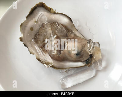 Close up grandes huîtres crues fraîches sur le plat blanc. Banque D'Images