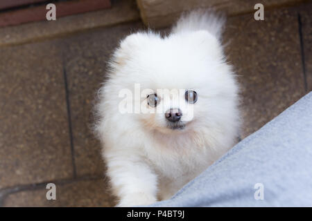 Chien pomeranian blanc jouant avec propriétaire, piscine arrière-plan. Banque D'Images
