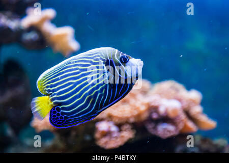 Close-up de poissons hepatus flottant et regardant la caméra dans un aquarium Banque D'Images