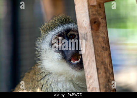 Un gros plan d'un singe grivet ou chlorocebus aethiops est assis sur un arbre par une chaude journée d'été Banque D'Images