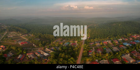 Plantation de palmiers en Asie Banque D'Images