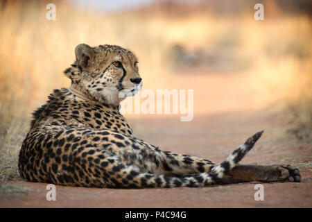 Cheetah au repos sur une route, avec collier émetteur, Okonjima Réserver, Namibie Banque D'Images