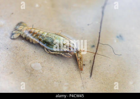 Les écrevisses située à côte de sable sous l'eau claire. Langouste à la rivière ou le lac banque. Banque D'Images