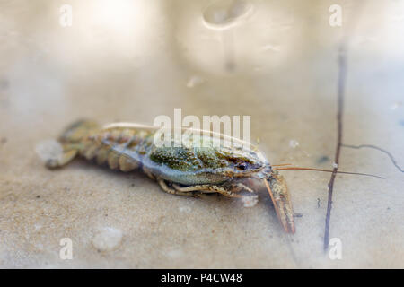 Les écrevisses située à côte de sable sous l'eau claire. Langouste à la rivière ou le lac banque. Banque D'Images