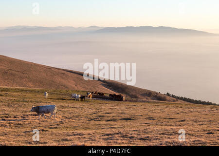 Quelques vaches et chevaux pâturage sur une montagne au coucher du soleil, avec du brouillard et très en dessous des couleurs chaudes Banque D'Images