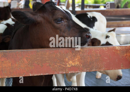 Close up baby vache dans la ferme. Banque D'Images