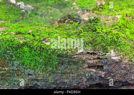 Close up green mos sur rock stone texture, arrière-plan horizontal. Banque D'Images