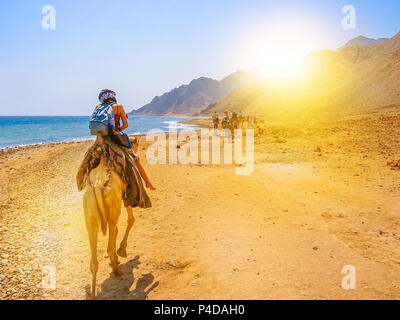 Les touristes et non défini femme sur des chameaux ride avec les bédouins le long de la côte de la ville d'or célèbre pour ses couchers et Blue Hole. Dahab, Mer Rouge, Sinaï, Egypte Banque D'Images