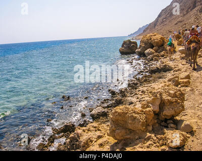 Les touristes sur des chameaux ride avec les bédouins le long de la côte de la ville d'or célèbre pour ses couchers et Blue Hole. Dahab, Mer Rouge, Sinaï, Egypte Banque D'Images