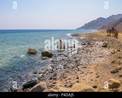 Les touristes sur des chameaux ride avec les bédouins le long de la côte de la ville d'or célèbre pour ses couchers et Blue Hole. Dahab, Mer Rouge, Sinaï, Egypte Banque D'Images