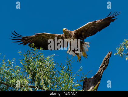 Blanc à queue blanche (Haliaeetus albicilla), le plus grand aigle dans le Delta du Danube Banque D'Images
