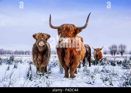 Highlanders écossais brun rouge dans un paysage d'hiver Banque D'Images