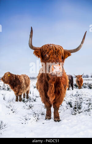 Highlanders écossais brun rouge dans un paysage d'hiver Banque D'Images