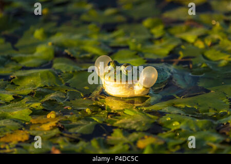 La grenouille verte (ou de l'eau du lac Frog Frog) dans l'eau dans le Delta du Danube. Au lever du soleil la photographie frog closeup Banque D'Images