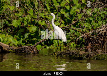 Aigrette White Heron (Ardea alba) witting sur un banc dans le Delta du Danube. Grand Héron blanc Banque D'Images