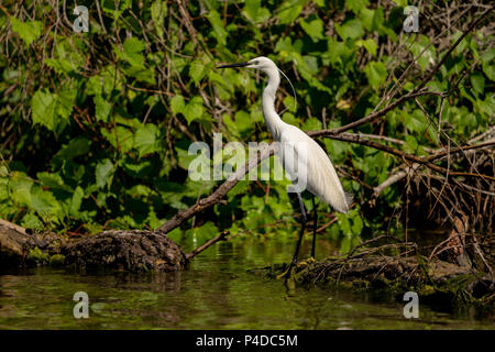 Aigrette White Heron (Ardea alba) witting sur un banc dans le Delta du Danube. Grand Héron blanc Banque D'Images