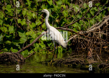 Aigrette White Heron (Ardea alba) witting sur un banc dans le Delta du Danube. Grand Héron blanc Banque D'Images